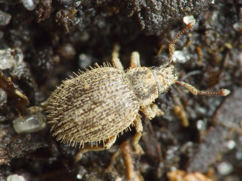 Brachysomus (Brachysomus) echinatus (Bonsdorff, 1785)
